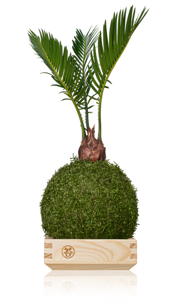 Fotografia produktowa rośliny w kuli mchu na drewnianej podstawie – packshot na białym tle