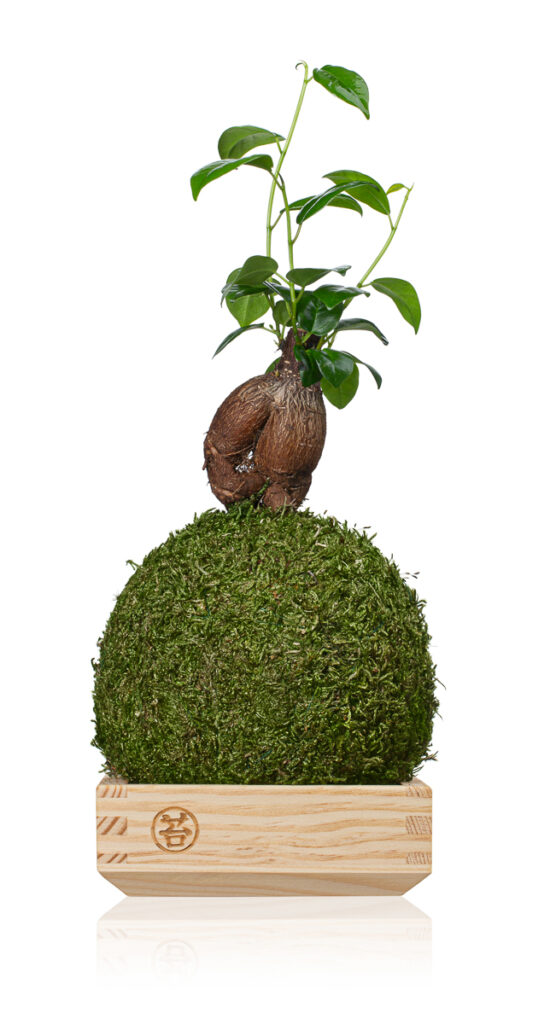 Packshot rośliny w kuli mchu z drewnianą podstawką – zdjęcie produktowe do e-commerce