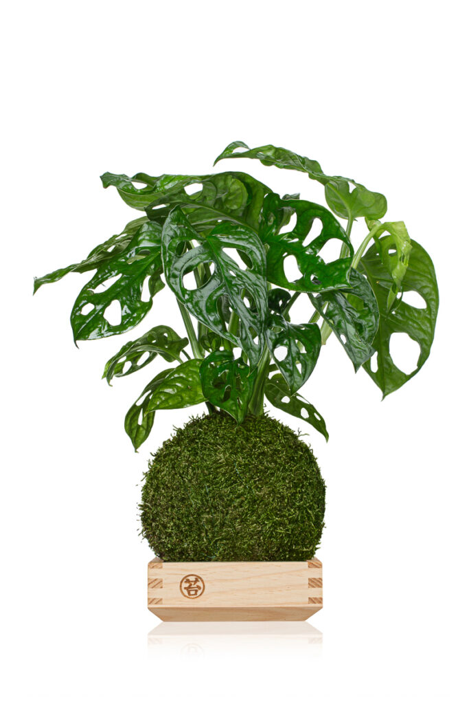 Packshot rośliny doniczkowej w kuli mchu – zdjęcia produktowe do sklepu internetowego